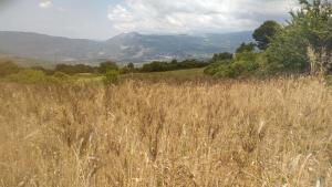 Campo di Grano