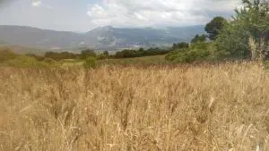 Campo di Grano