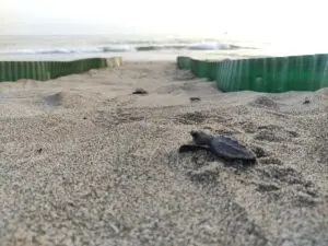 Caretta Caretta