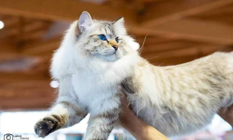 Gatto