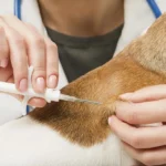 Applicazione microchip cani