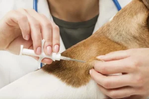 Applicazione microchip cani