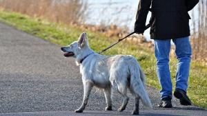 Cane al guinzaglio