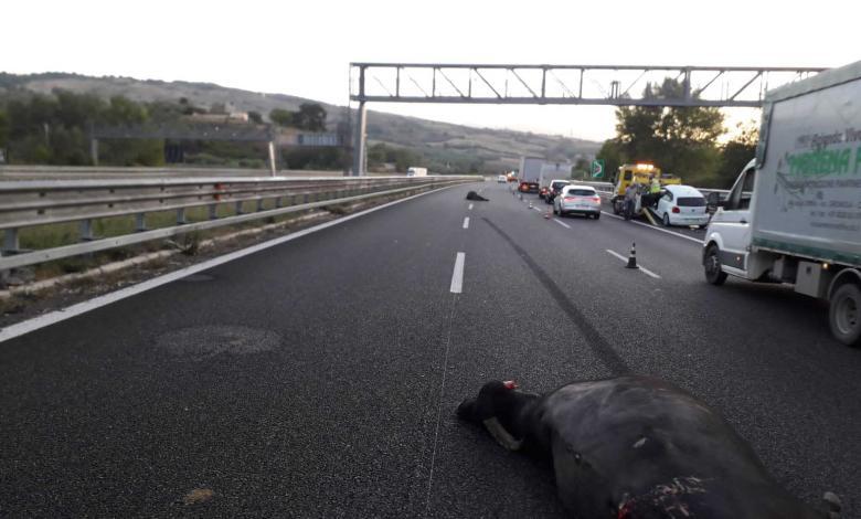 Bufale investite sulla A2