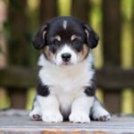 Cucciolo cane