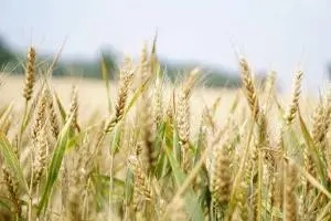 Filiera cerealicola Vallo di Diano