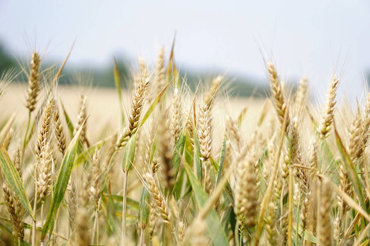 Filiera cerealicola Vallo di Diano