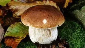Fungo Porcino Castelcivita