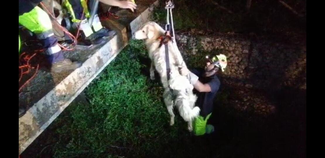 Cane in un canale, il salvataggio