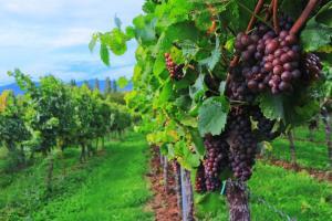 Vendemmia