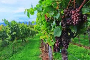 Vendemmia
