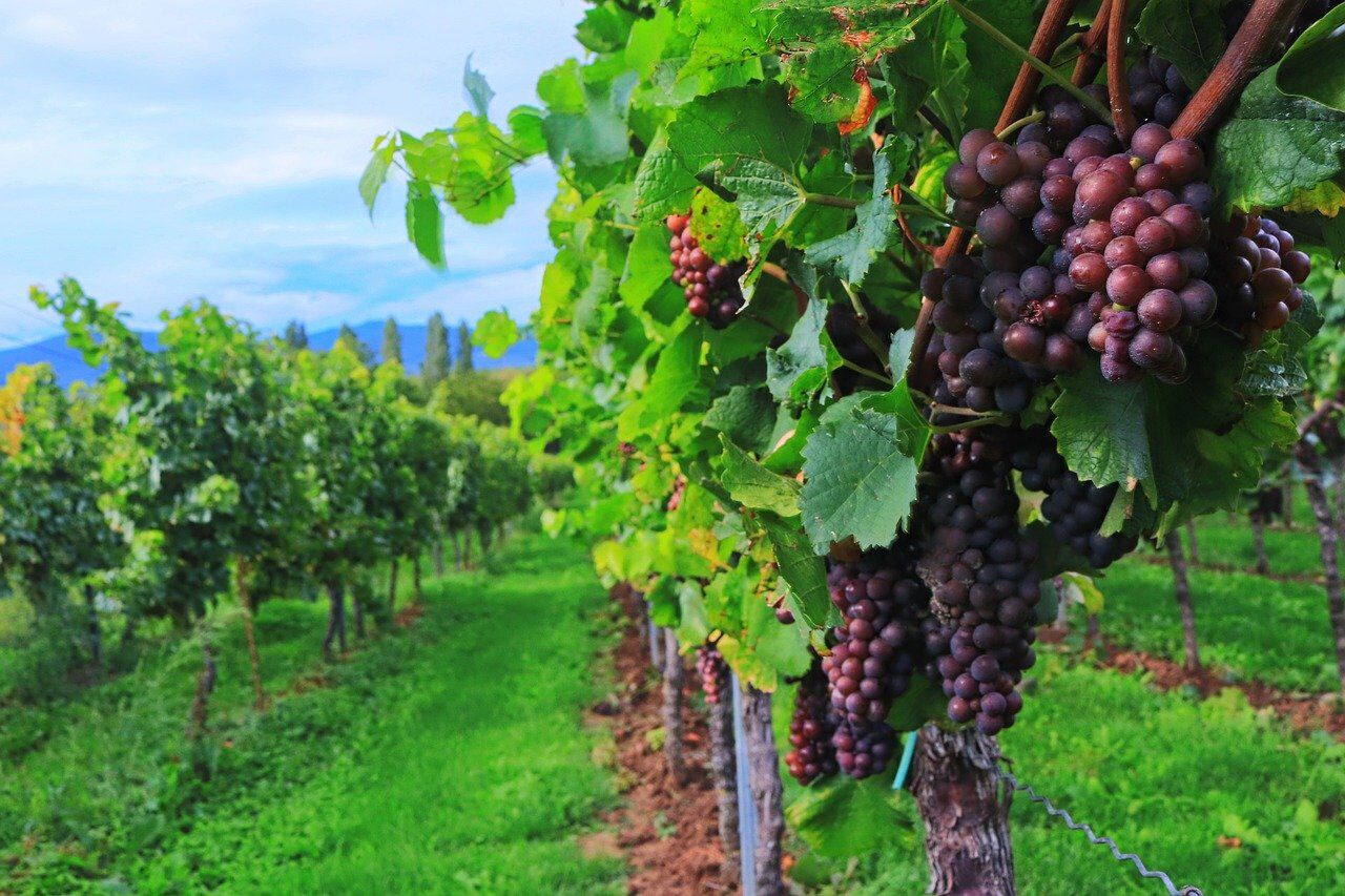 Vendemmia