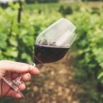 Vino