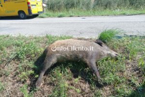 Incidente a causa di un cinghiale