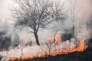 Incendi Cilento