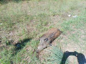 Incidente a causa di un cinghiale