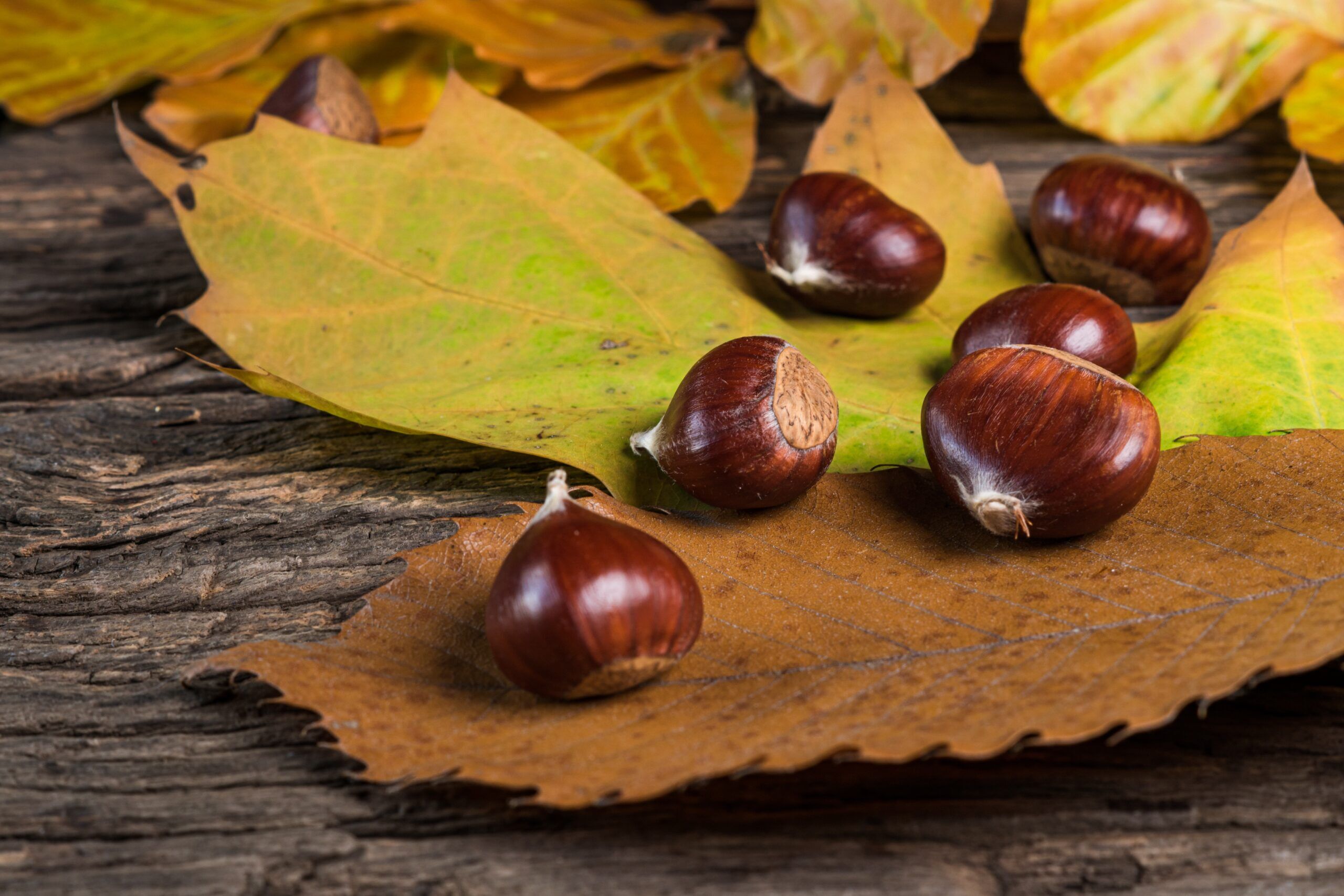 Castagne