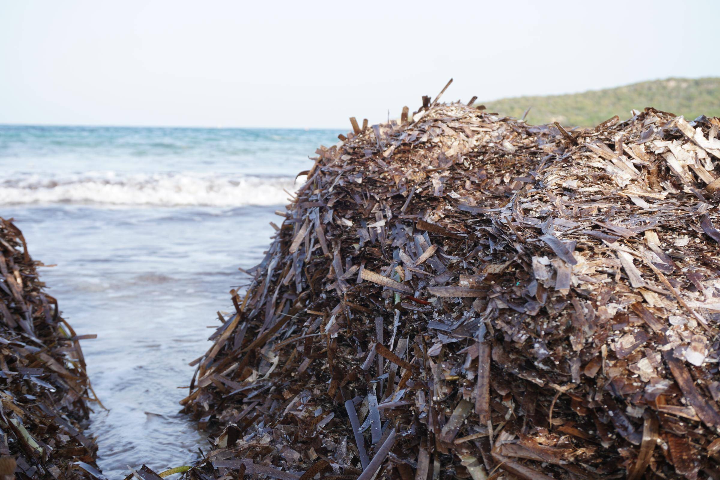 Posidonia Spiaggiata