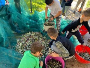 Bambini raccolta olive Sella Cilento