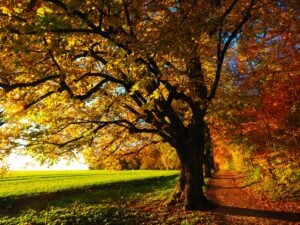 Albero autunno