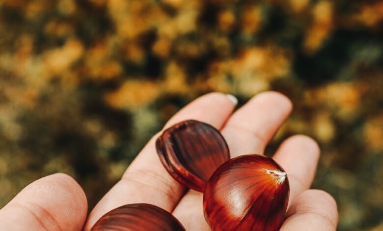Castagne