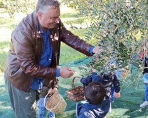 Raccolta olive Monteforte Cilento