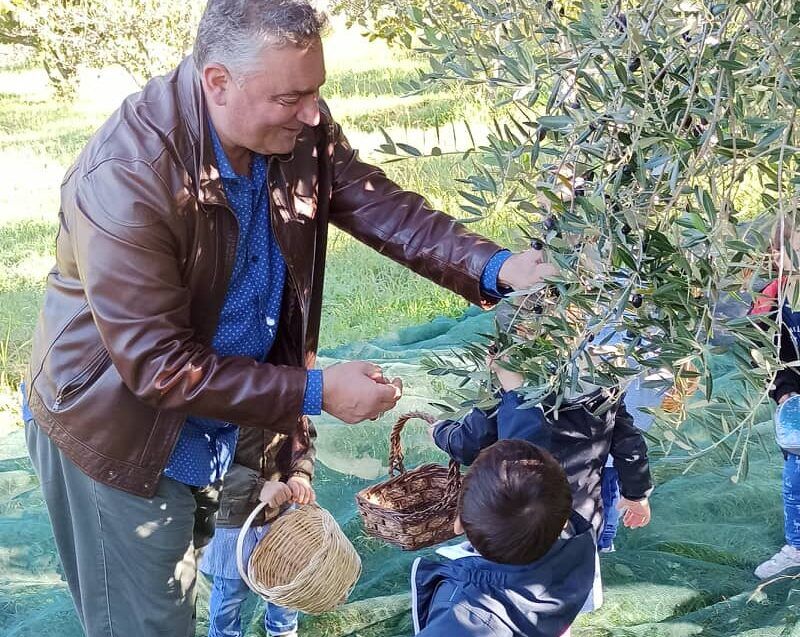 Raccolta olive Monteforte Cilento