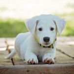 cane