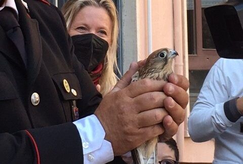 Carabinieri liberano un gheppio