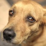 Cane impiccato a Casalbuono