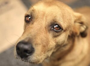 Cane impiccato a Casalbuono