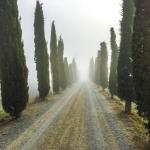 Cipressi