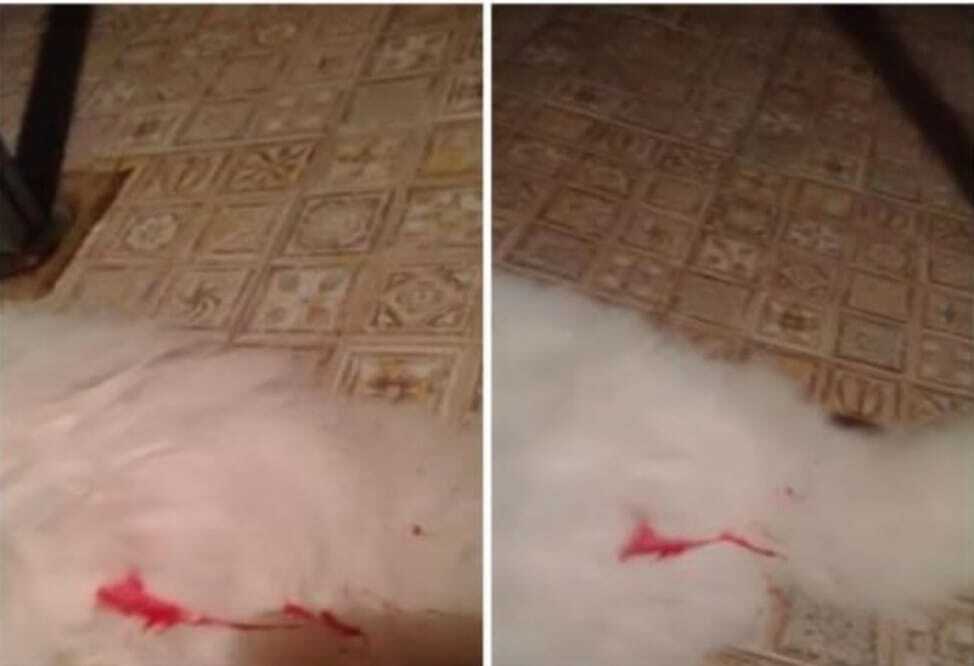 Gattino ferito