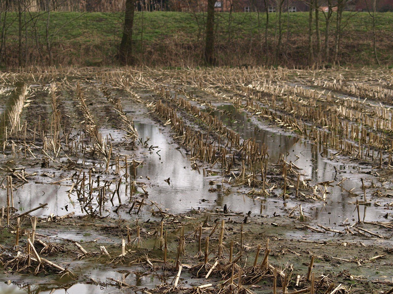 Maltempo agricoltura