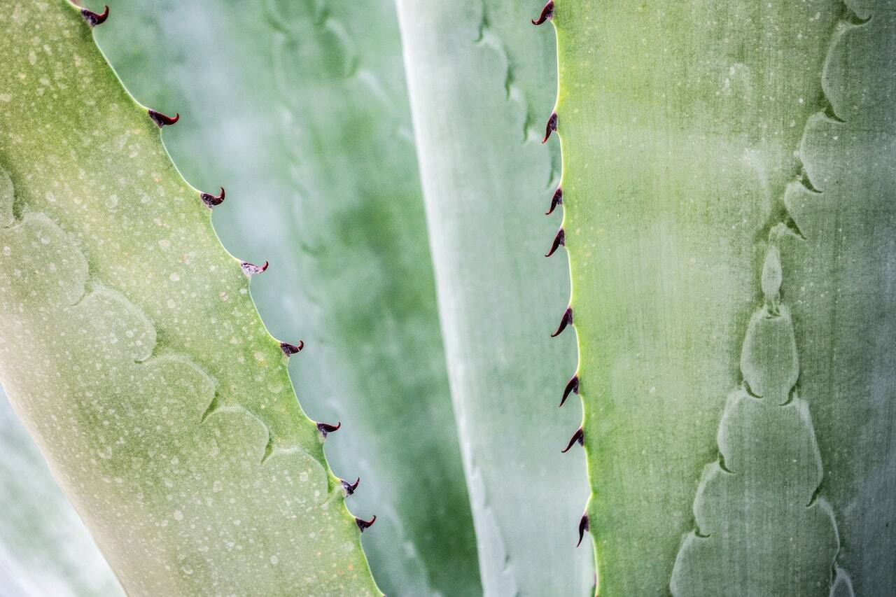 Aloe vera