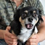 Botti di capodanno animali