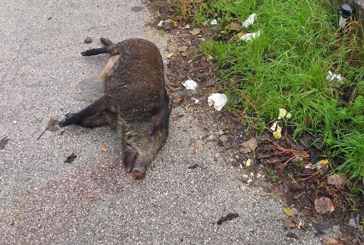 Cinghiale incidente
