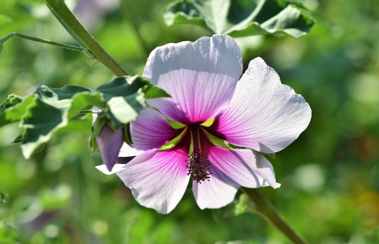 Malva proprietà e benefici