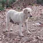 Cane