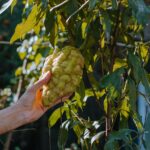 Benefici del cedro