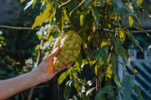 Benefici del cedro