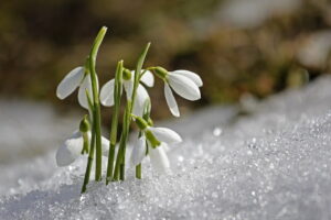 Bucaneve fiore