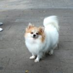 Deiezioni canine