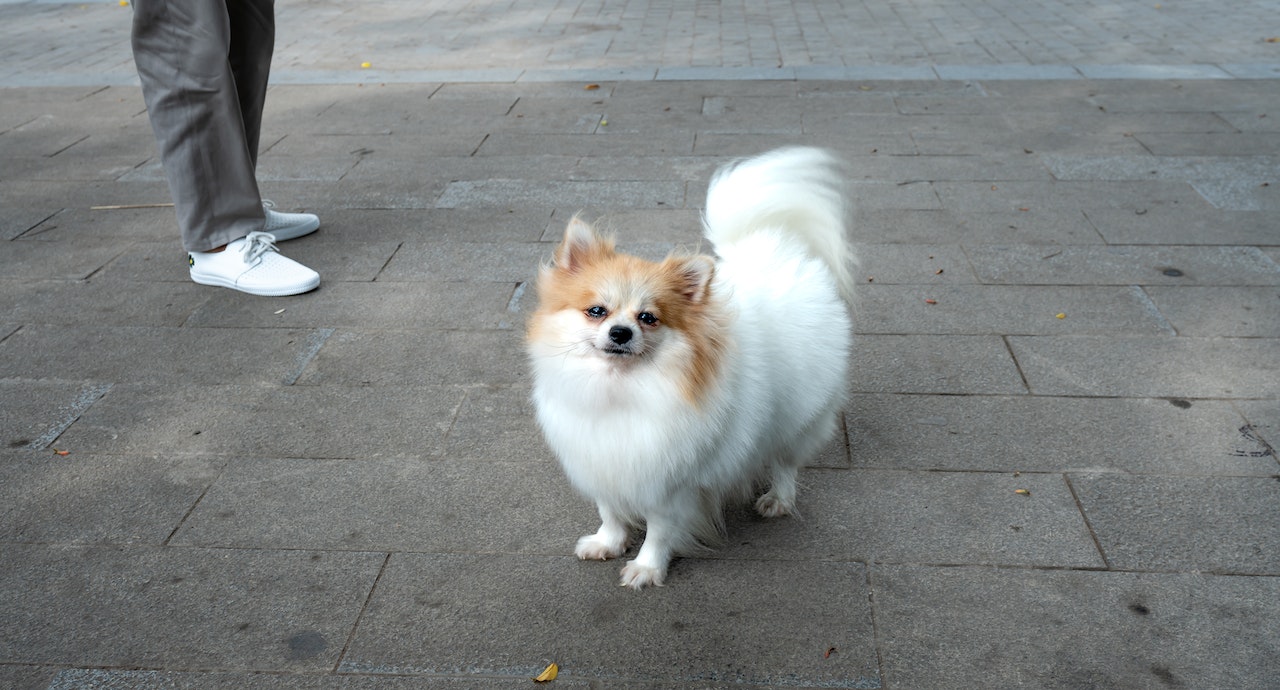 Deiezioni canine