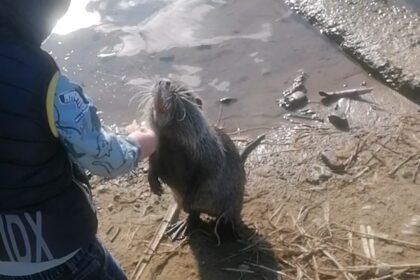 Nutria