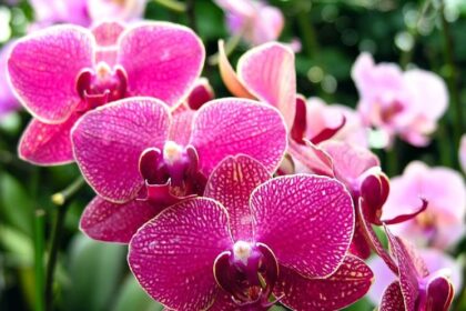 Orchidee