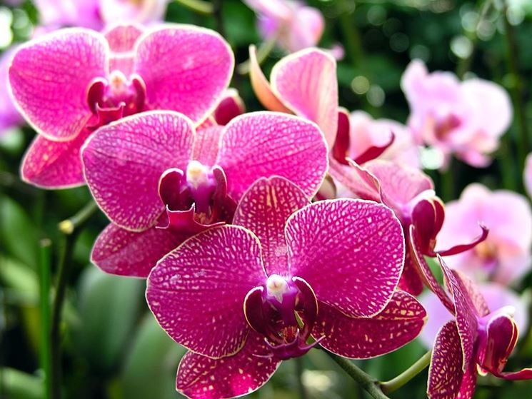 Orchidee