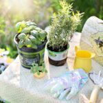 Piante aromatiche