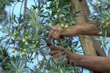 Potatore di olivo