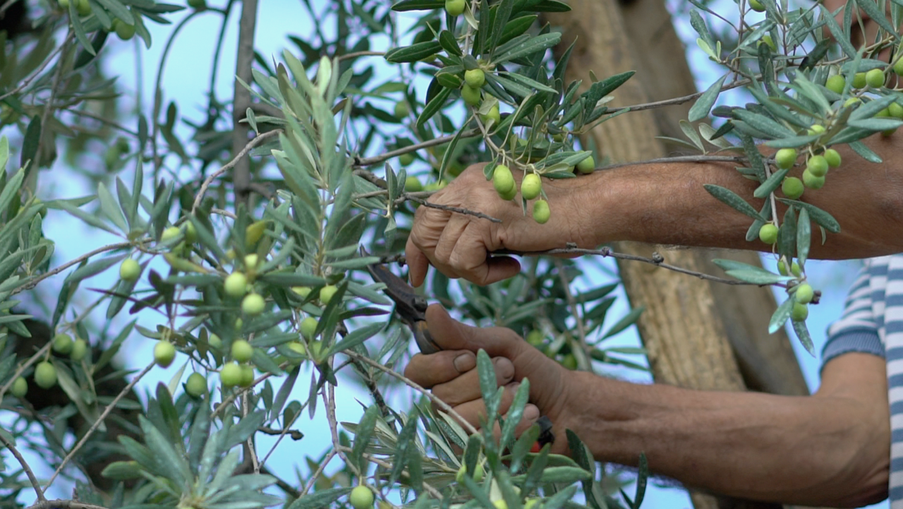 Potatore di olivo